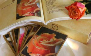 rose-oracle-un-launch