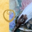 Space Clearing Rose Alchemy