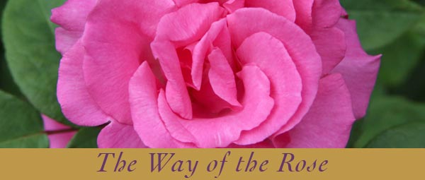way-of-rose-pic