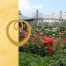 The Rose and the Path to Peace