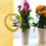 Creating Sanctuary for your Soul, Space Clearing and aligning your home