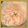 Rose Ma 9 Square Silk Scarf - I AM Unconditional Love