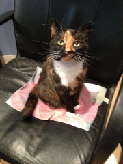Angel the cat on the Rose Alchemy Power Mat