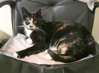 Kitt the cat on the Rose Alchemy Power Mat