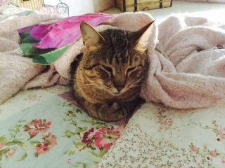 Kitty the cat on the Rose Alchemy R3 Power Mat