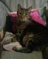 Leo the cat on the Rose Alchemy Power Mat