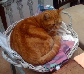 Max the cat on the Rose Alchemy Power Mat