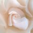 Rose Class 6 - The Cosmic Roses