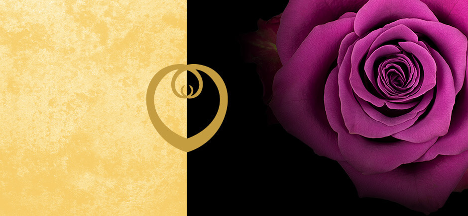 Rose Image A Purple Rose Image